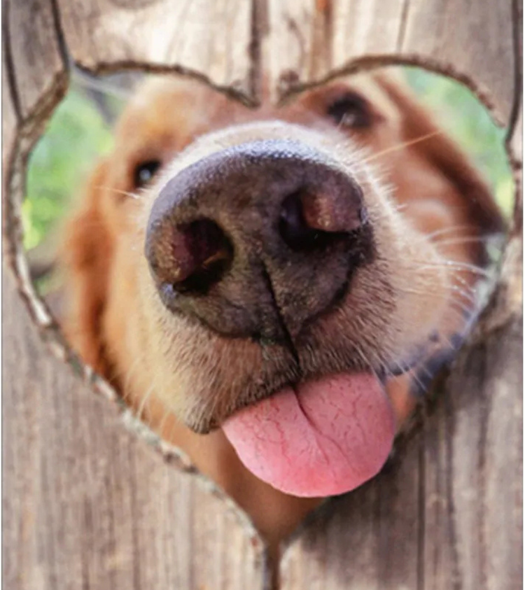Pet Products